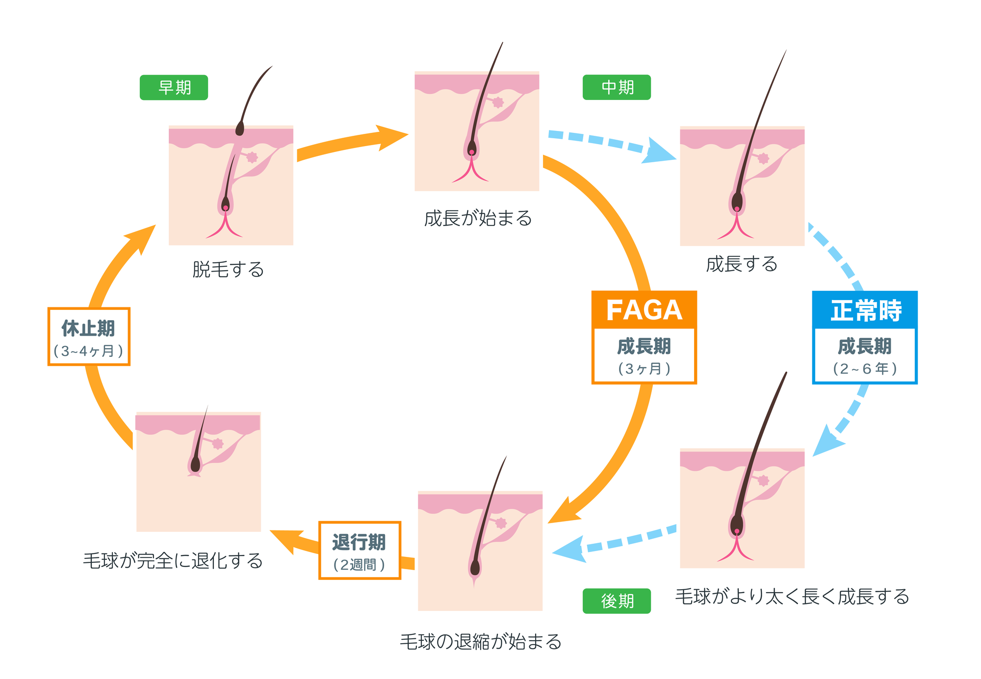 FAGAヘアサイクル