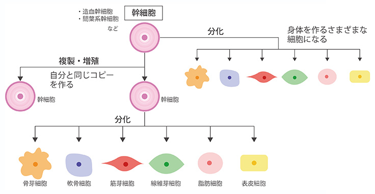 サイトプロの作用についてイメージイラスト