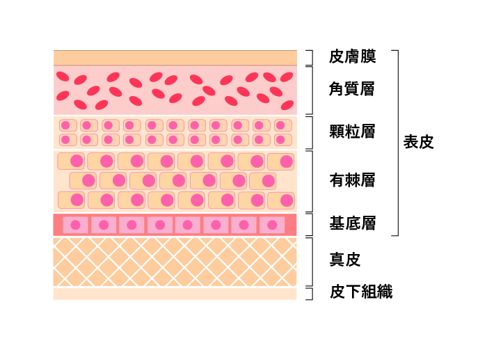 肌構造