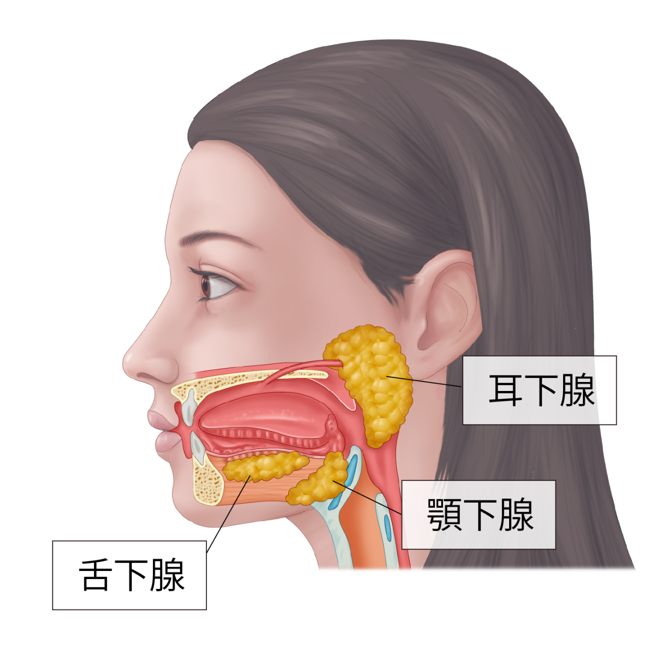 唾液腺ボトックスイラスト